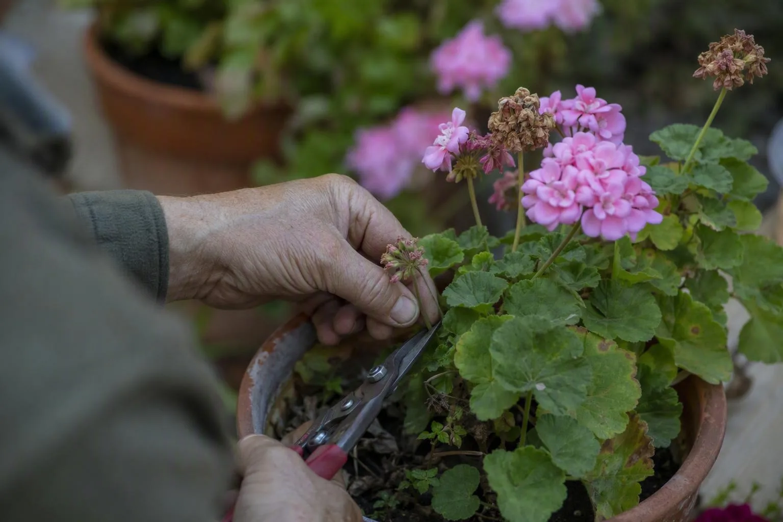 A hand trims a spent pelargonium flower stem above a leaf joint, revealing the compact plant’s fresh blooms.