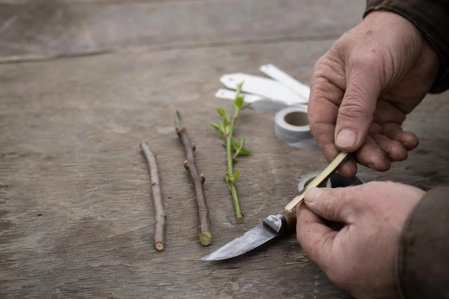 Hands compare four tree cuttings at a bench to choose a graft suited to the season.