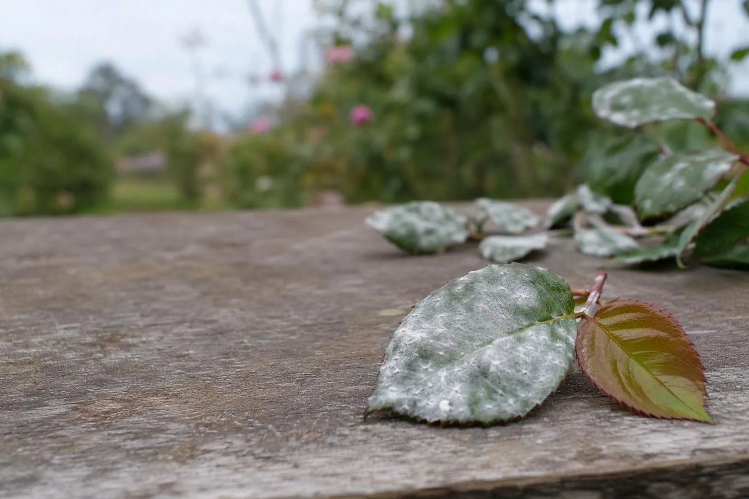 Rose leaves on a workbench show a wipeable white coating beside healthy new growth for comparison.