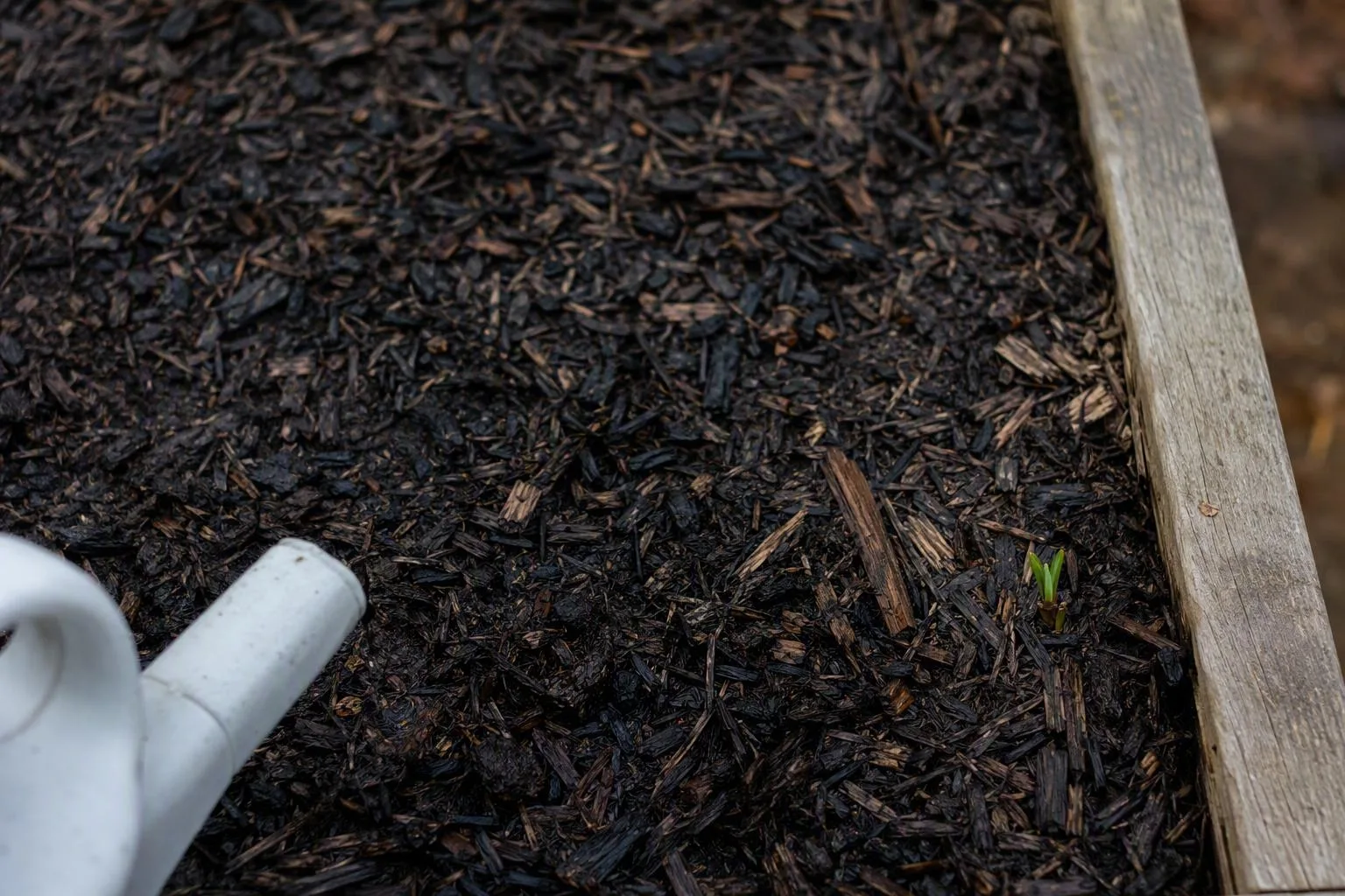 Damp mulch settles across a raised bed, protecting the soil around a single young sprout.