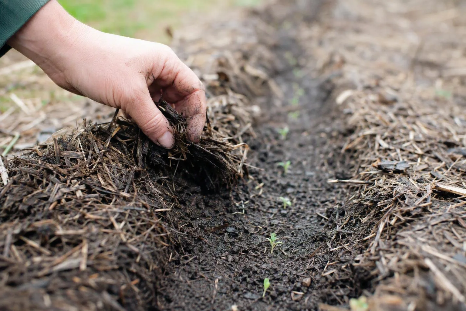 A hand clears mulch from a spring seed row while nearby garden beds remain covered.